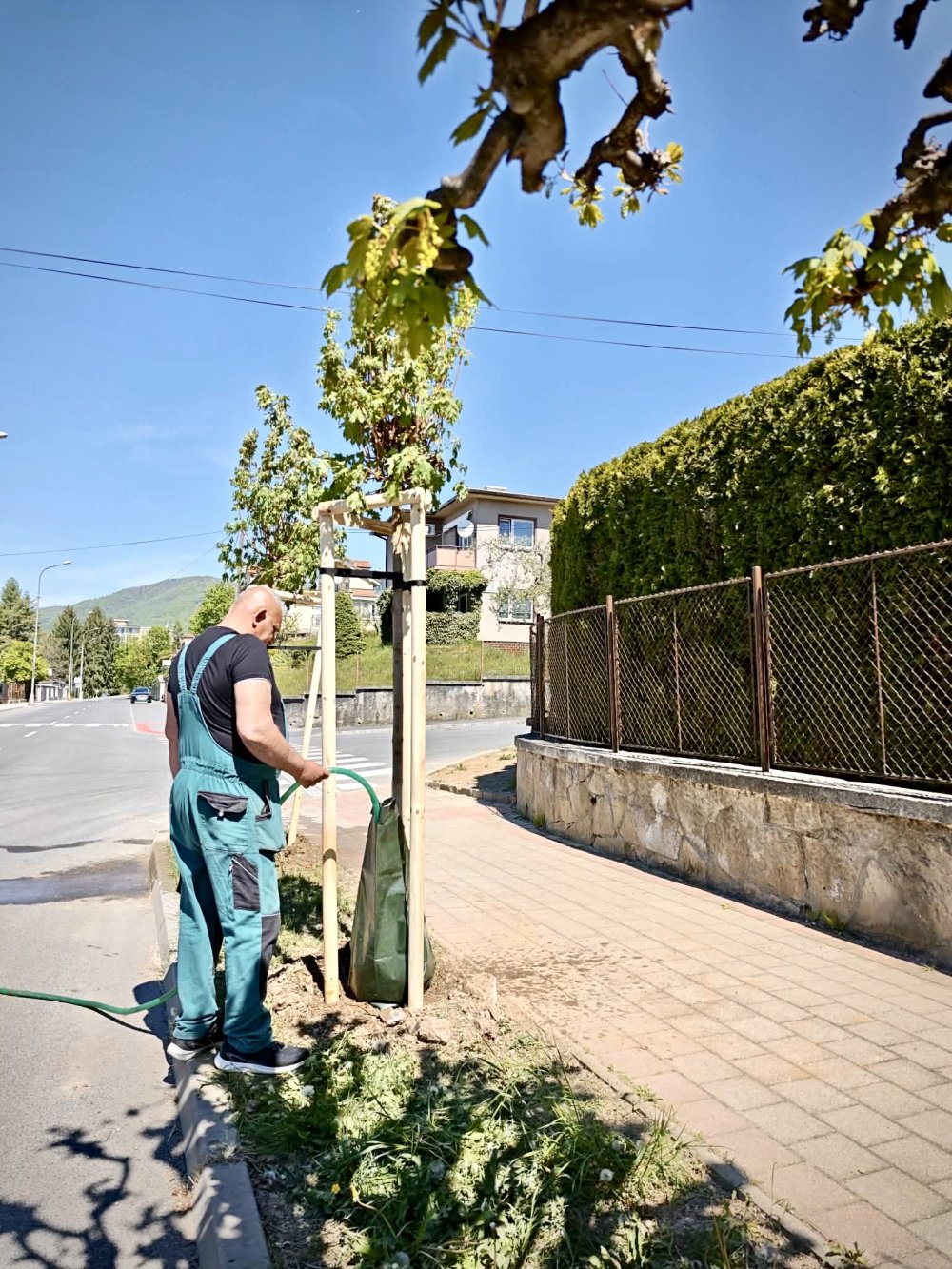 Mladým stromom v Bystrici pomáha 500 zavlažovacích vakov