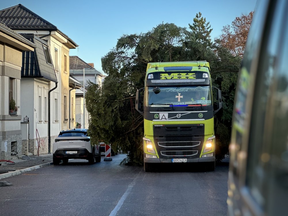 Pozrite si cestu vianočného stromčeka