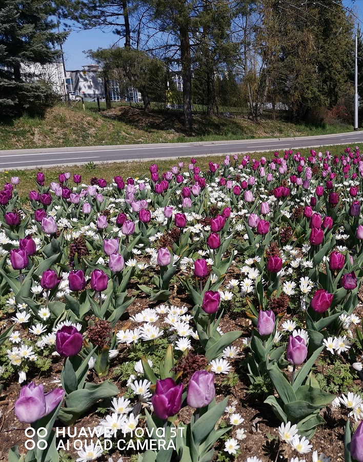 jarne-kvetinove-zahony-2020